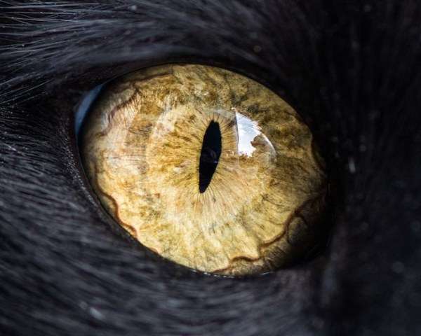 Магнетический кошачий взгляд