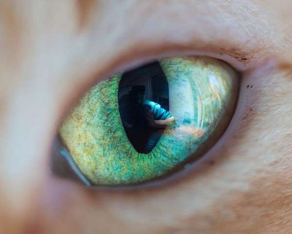 Магнетический кошачий взгляд