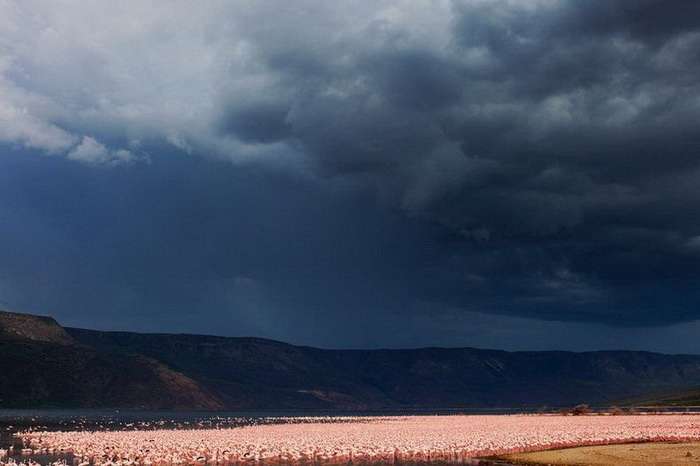 Розовые фламинго на фотографиях Мартина Харви