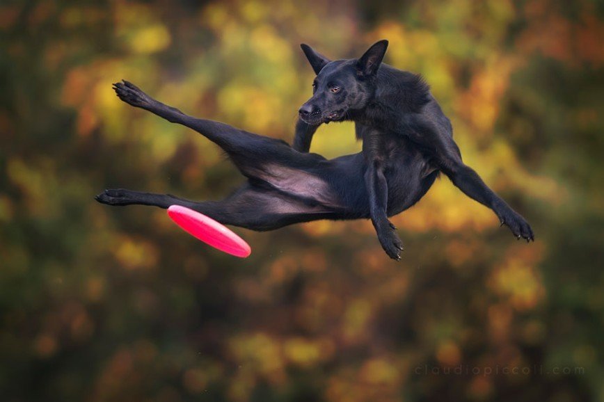 Летающие собаки