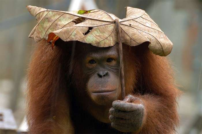 У животных есть свои зонтики