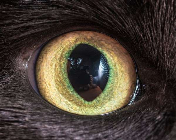 Магнетический кошачий взгляд