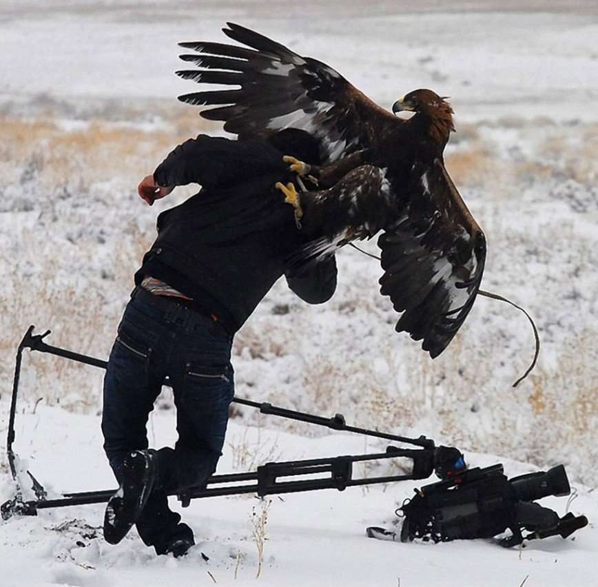 Как работают фотографы-анималисты
