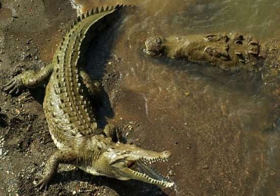 Малювання долоньками. Буква До