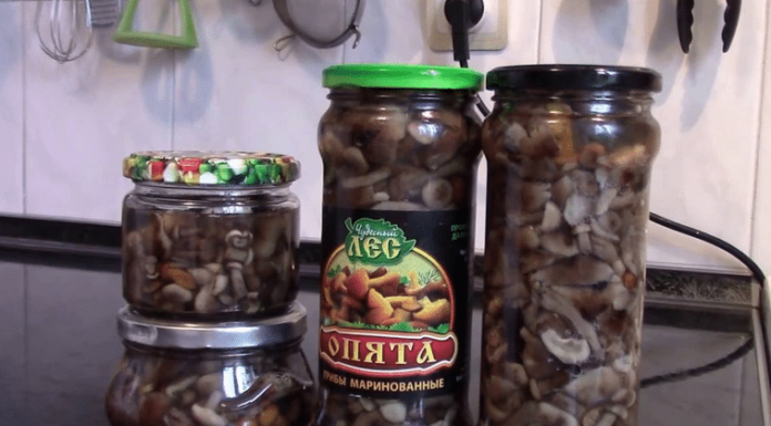 Мариновані опеньки на зиму – 6 смачних покрокових рецепту!