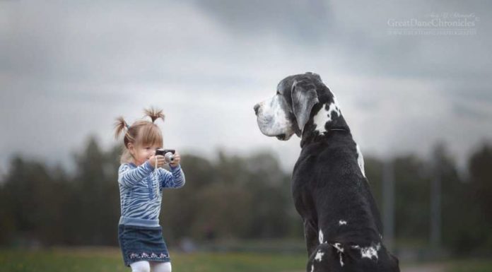 «Маленькі діти і їх великі собаки» Енді Селіверстова.