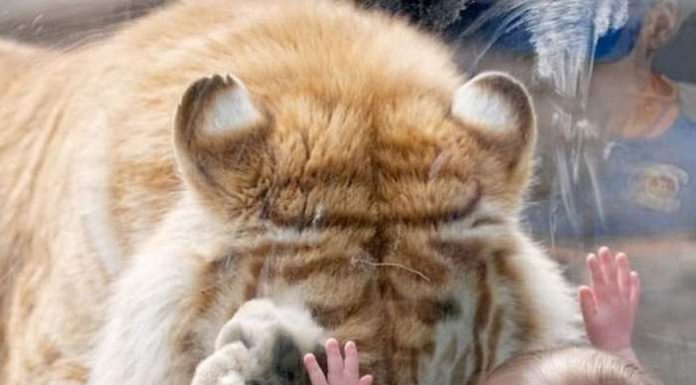 Найбільш зворушливі фото.