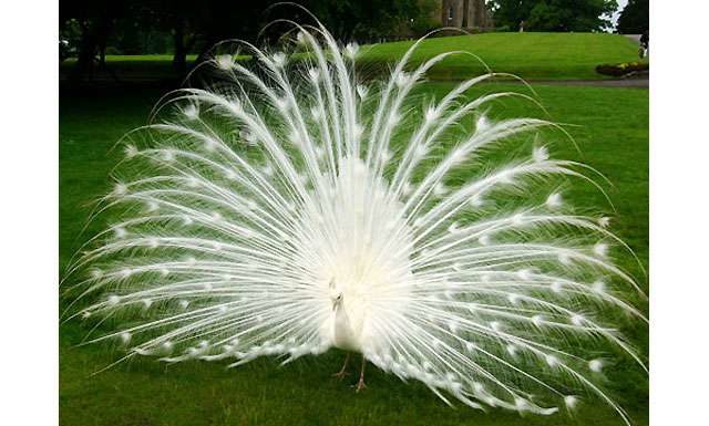 Фотоалфавит. Буква П.