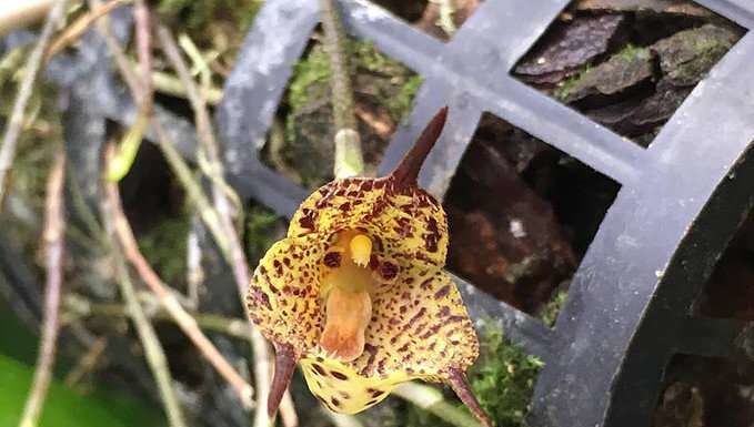 В «Аптекарському городі» можна побачити Дракулу.