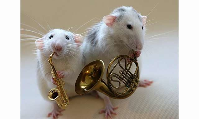 Щури-артисти в фотороботах Елен ван Дилен.