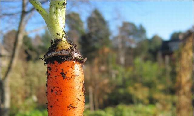 Чудова знахідка.