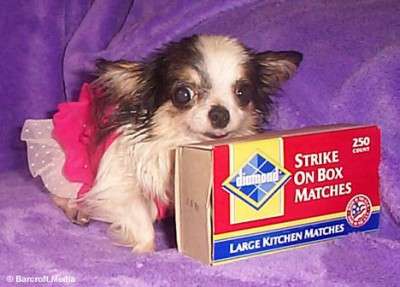 Найменші тварини.