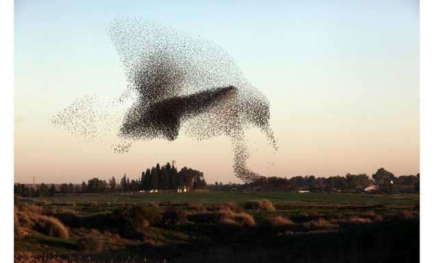 Танці скворцов.