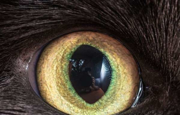 Магнетичний котячий погляд.