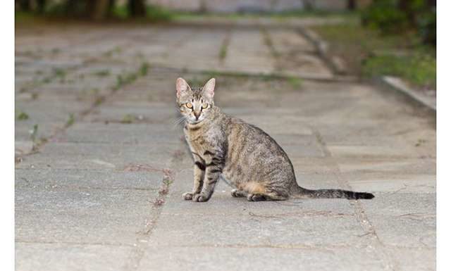 Абхазькі кицьки.