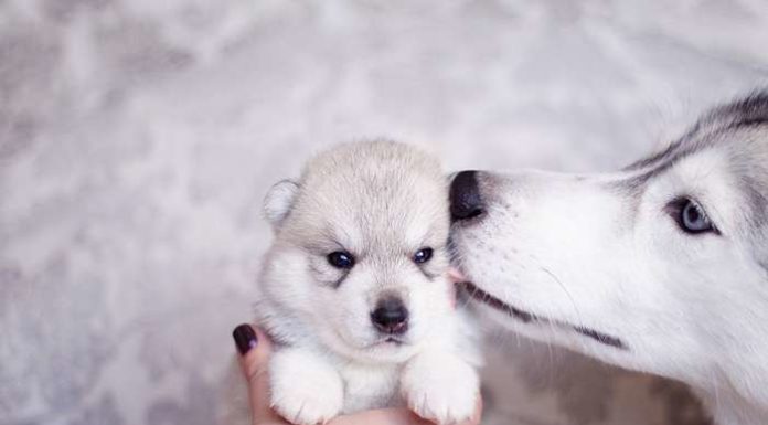 Чарівні сибірські хаскі Еріки Цогоевой.