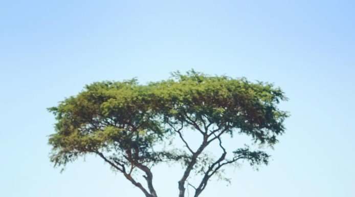 Подорожі в бабусиній автофургоні.