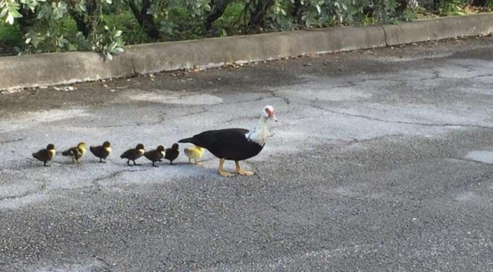 Качка з каченятами.