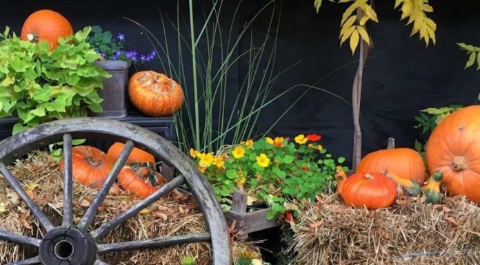 Поки Хеллоуїн не заборонили: маленькі хитрощі до свята.