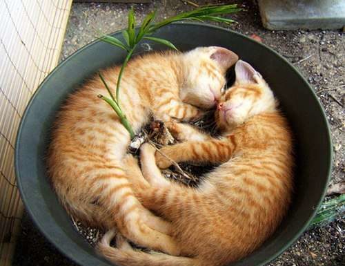 Фотографії тварин, які змушують посміхнутися.