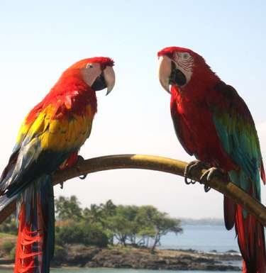 Фотоалфавит. Буква А.