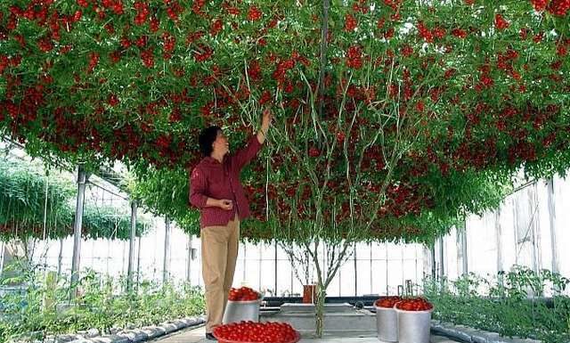 Дивовижне дерево.