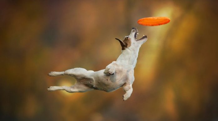 Літаючі собаки.