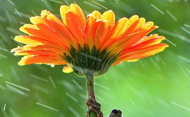 У тварин є свої парасольки.