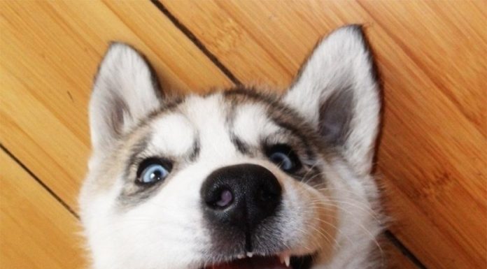 Що роблять собаки, коли думають, що їх не бачать.