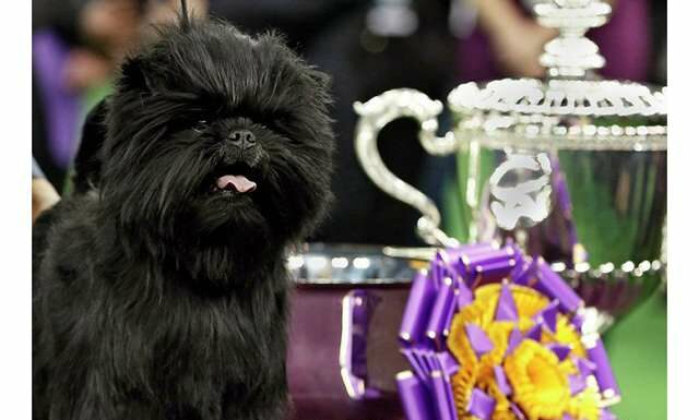 У США обрали найгарнішу собаку.