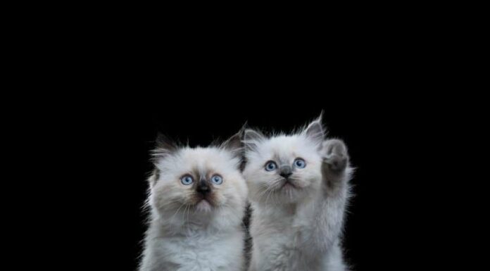 Характер тварин у портретах Robert Bahou.