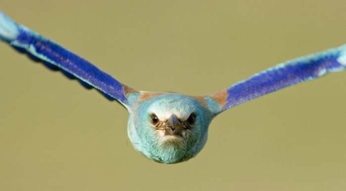 Невидимий фотограф Бенсе Мате.