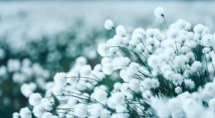 Короткий фінське літо.