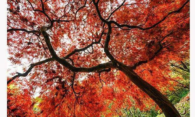 Японські пейзажі.