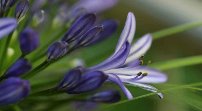 7 правил вирощування агапантуса в домашніх умовах