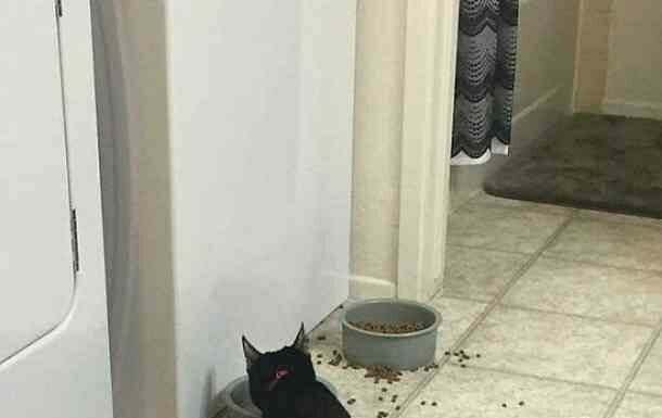 Коти “зламалися”