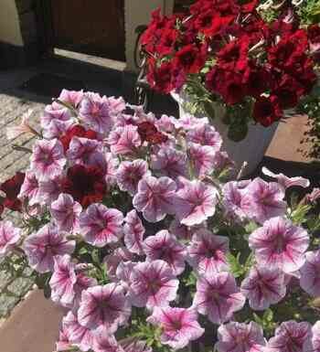 Цариця клумб петунія. Кращі фото сезону 2021