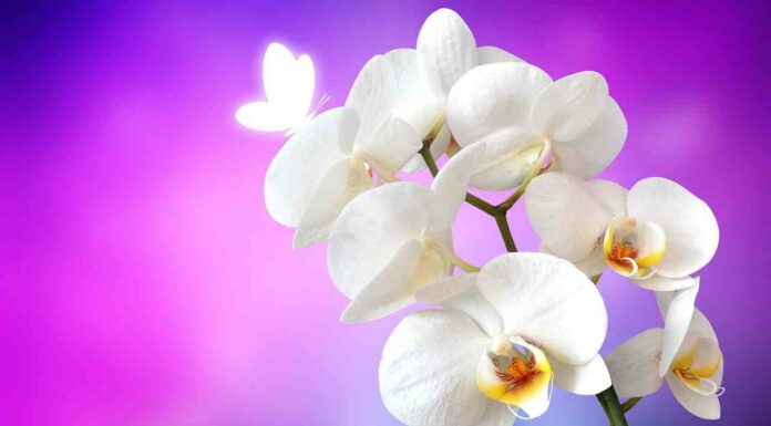 7 важливих правил догляду за орхідеями в домашніх умовах