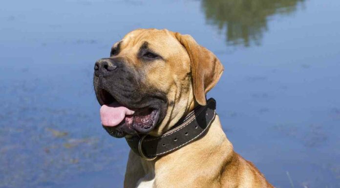 Південноафриканський бурбуль: все про особливості породи, характеру, виховання