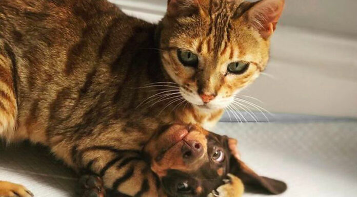 Домашні тигри: 30 фото котиків, що дають шалену відсіч собакам