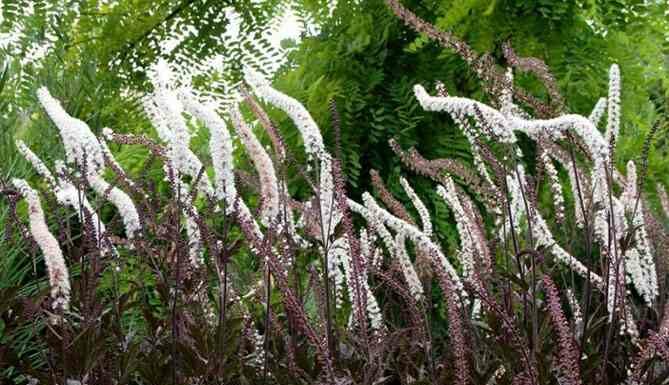 Клопогон-посадка і догляд, фото і опис чагарнику, сорти