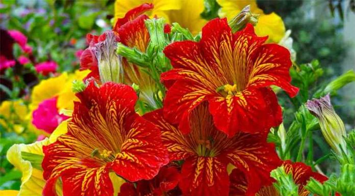 Світло-коричневі виділення що це?