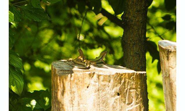 Фауна Абхазії.