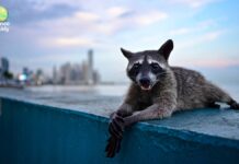 Переговори щодо клімату закінчено, фтор оголошено безпечним, єноти еволюціонують