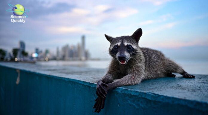 Переговори щодо клімату закінчено, фтор оголошено безпечним, єноти еволюціонують