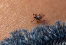 Розслідування теорій змови про хворобу Лайма під контролем уряду згідно з новим законом про оборону