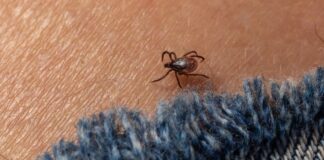 Розслідування теорій змови про хворобу Лайма під контролем уряду згідно з новим законом про оборону