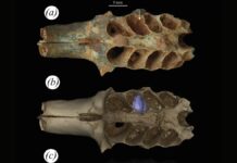 Стародавні бджоли вибирали кістки для вуликів: відкриття 20 000-річної давності