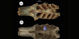 Стародавні бджоли вибирали кістки для вуликів: відкриття 20 000-річної давності