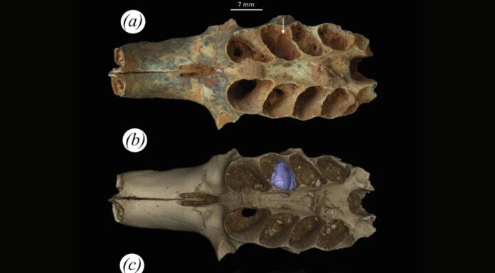 Стародавні бджоли вибирали кістки для вуликів: відкриття 20 000-річної давності